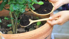 コーヒーかすを家庭菜園で活用する方法：最適で効果的な肥料として