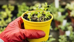 2月に苗用として種まきするもの：早い収穫と開花におすすめの作物5選