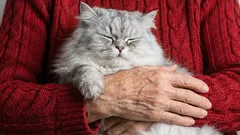 高齢者におすすめの猫5種：最も穏やかで友好的