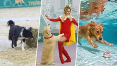 犬の珍しいスポーツ競技トップ4：きっと聞いたことがないはず