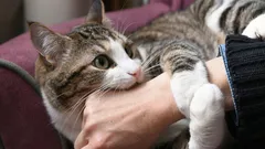 嫌われるかも：猫の体で絶対に触ってはいけない場所